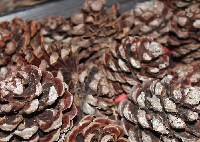 度假居 Sixtynine *